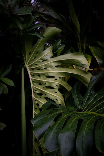 白天绿叶植物